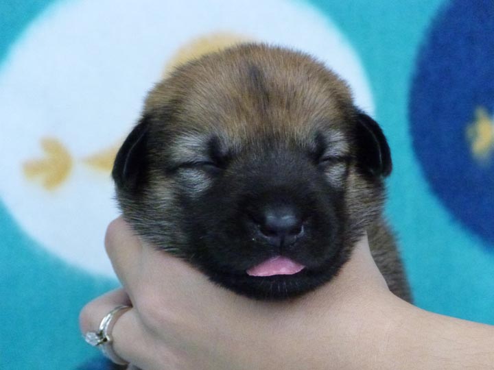 chinook puppy